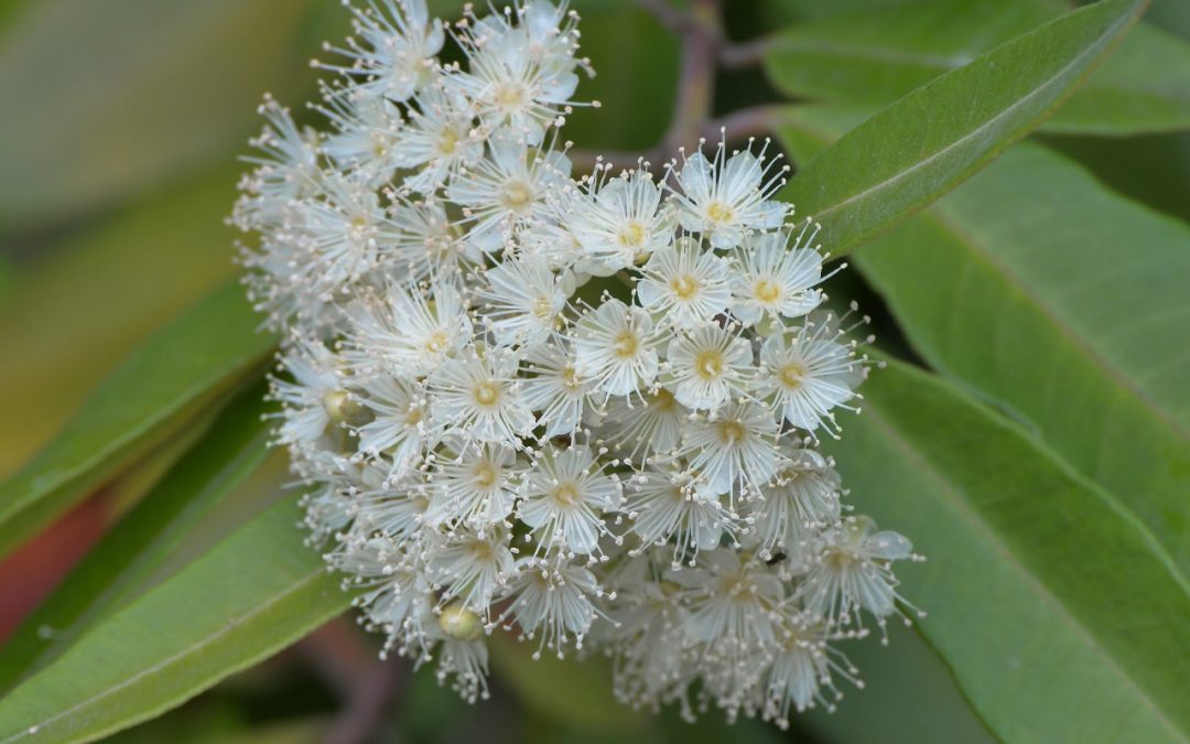 What makes Lemon Myrtle Essential Oil so popular?