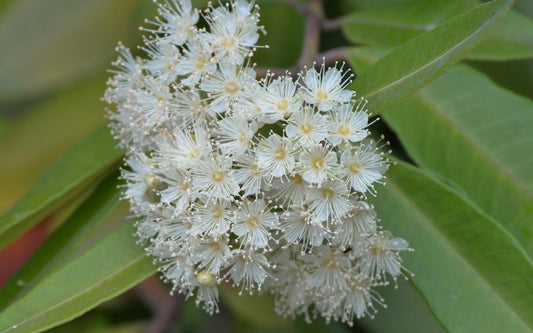 What makes Lemon Myrtle Essential Oil so popular?